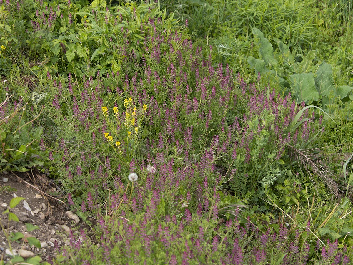 Fumaria officinalis agg.
